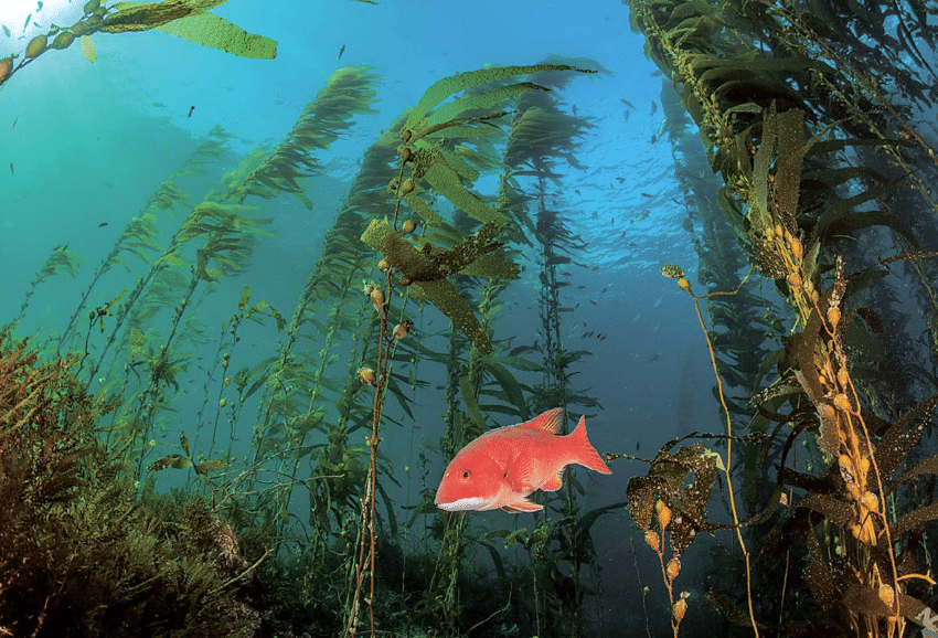 Los bosques de kelp y su importancia ecosistémica